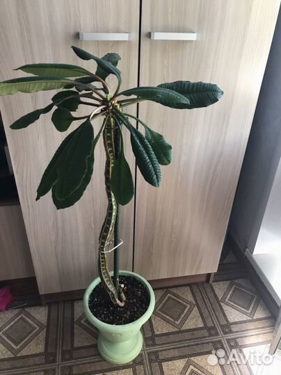 Молочай беложилковый