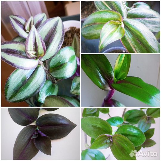 Традесканция