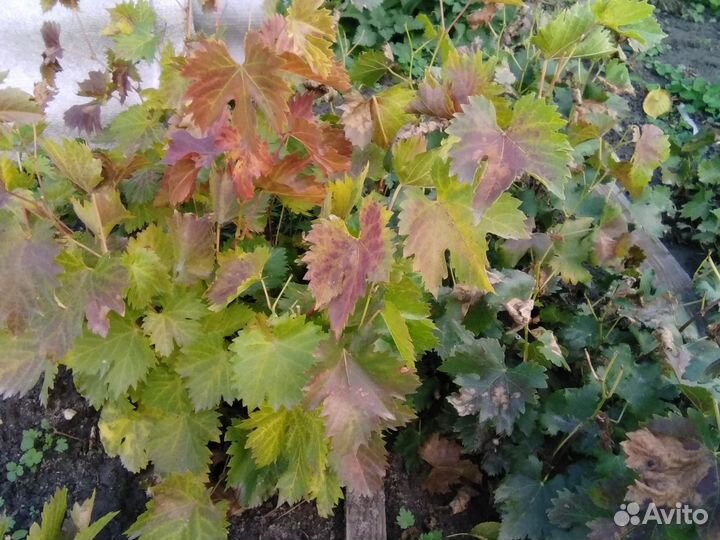 Виноград саженцы