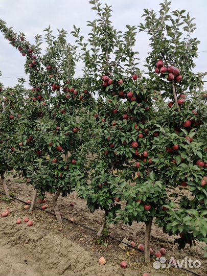 Саженцы яблони двухлетки