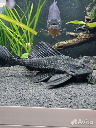 Сомы парчовый птеригоплихт 30 см