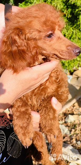 Красный той пудель из питомника