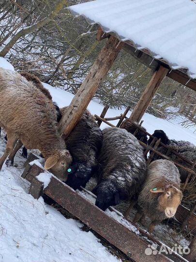 Гиссарский баран