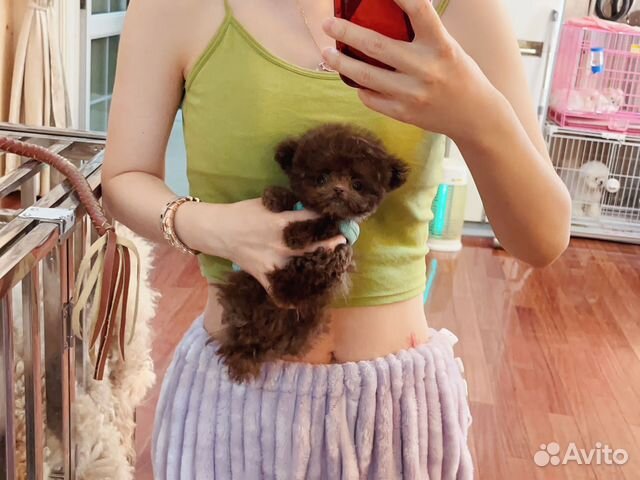 Мальтипу микро тикап экстра микро Electro cofffffe