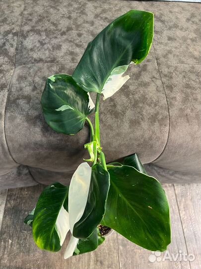 Филодендрон Белый Рыцарь и Белый Волшебник