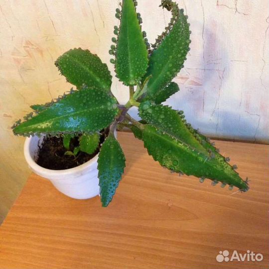 Растение золотой ус