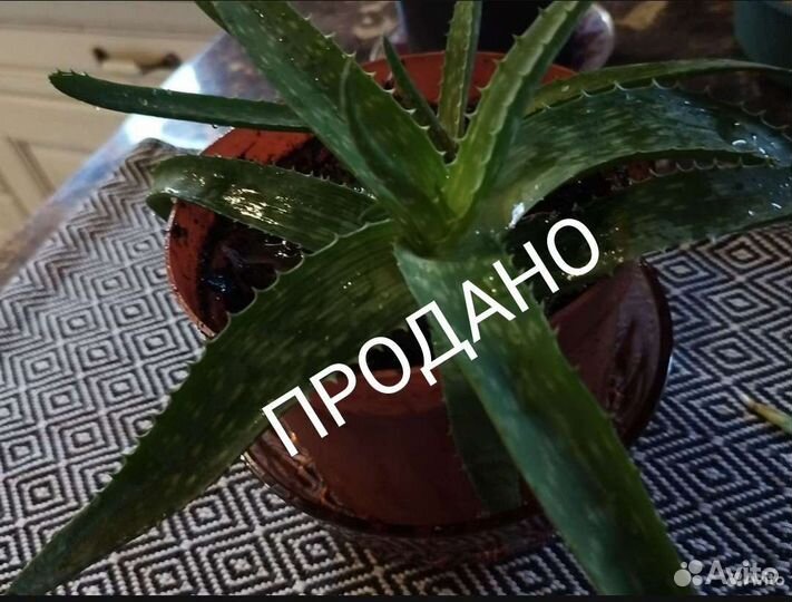 Алоэ вера