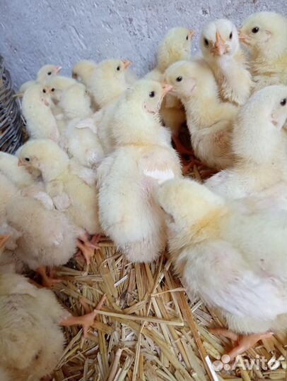 Цыплята бройлеры Росс 308, Кобб 500 суточные и под