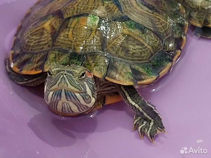 Красноухая черепаха