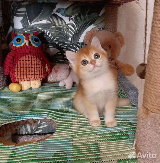 Золотые британские котята