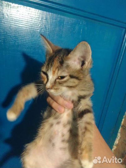 Котята