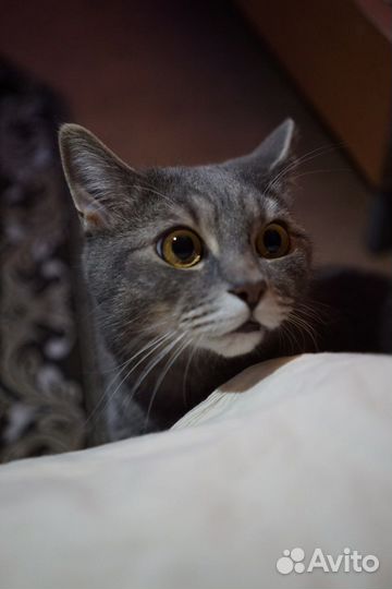 Кот в добрые руки