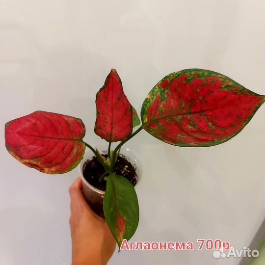 Комнатные цветы