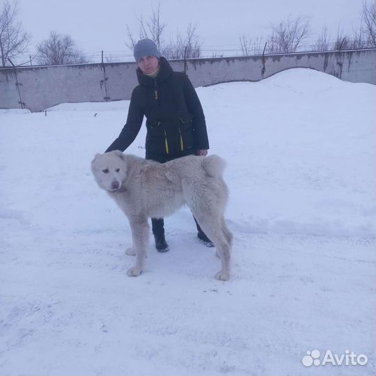 Собака в добрые руки отдам бесплатно
