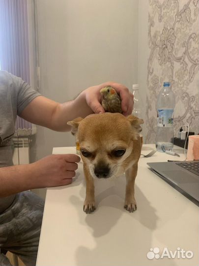 Пара попугаев Корелла