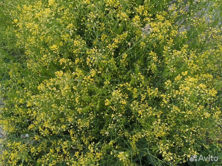 Усьма семена