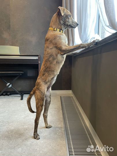 Отдам собаку в добрые руки