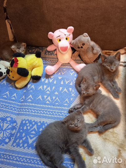 Котята