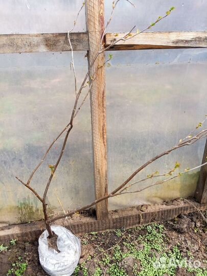 Саженец смородины 