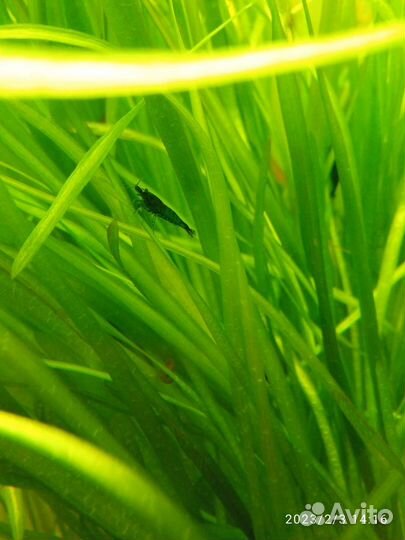 Креветки Амано