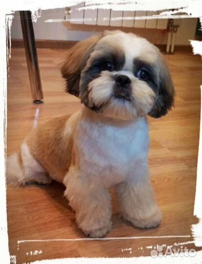 Стрижка собак и кошек