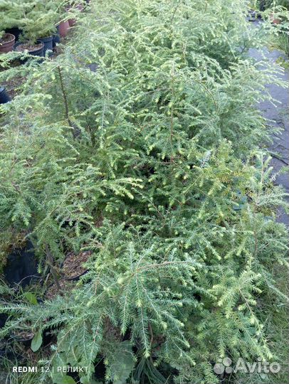 Магония, кедр, тис, тсуга, лжетсуга