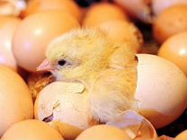 Цыплята суточные. Инкубационное яйцо породных кур
