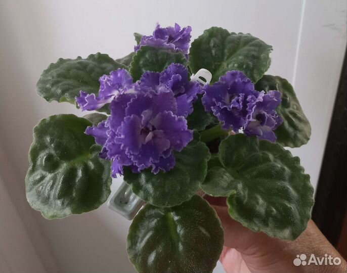 Фиалка ле Лунтик