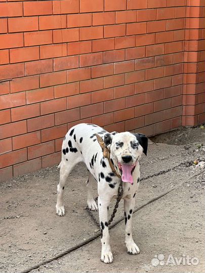 Далматинец