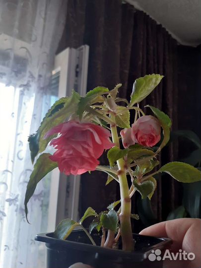 Укорененные черенки,ванька мокрый