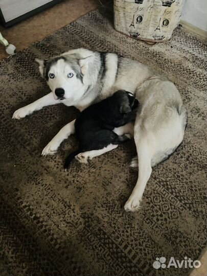 Щенок от хаски