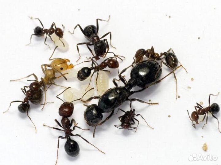 Муравьи Messor structor