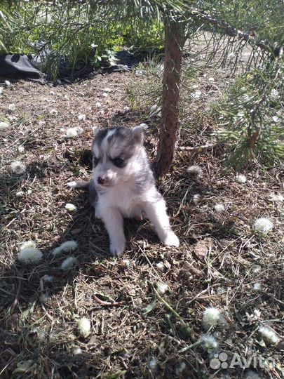 Щенки хаски