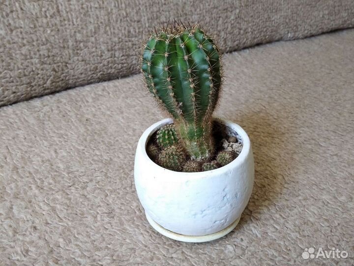 Кактусы и суккуленты