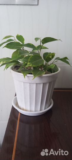 Фикус бенджамина