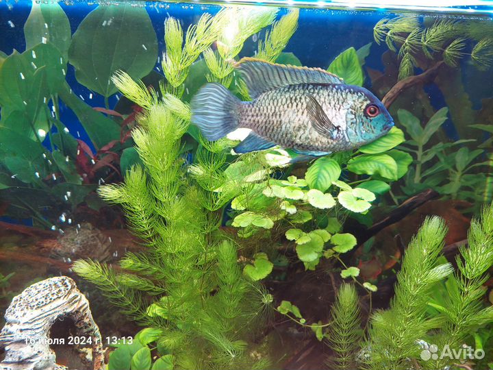 Розовые фламинго, цихлазомы, наннакара неоновая