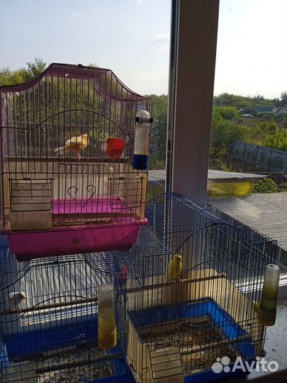 Канарейка кенар