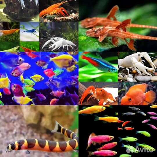 Рыбки Улитки Раки Сомы и Многое Другое