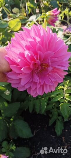 Георгины многолетнее