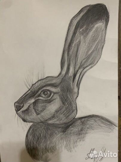 Портрет зайца