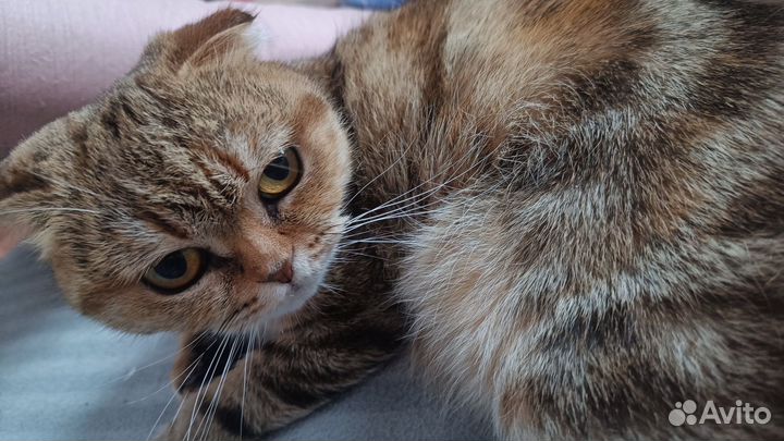 Шотландская вислоухая кошка бесплатно