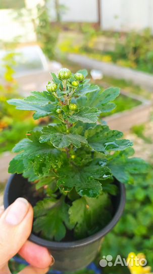 Укорененые черенки хризантем