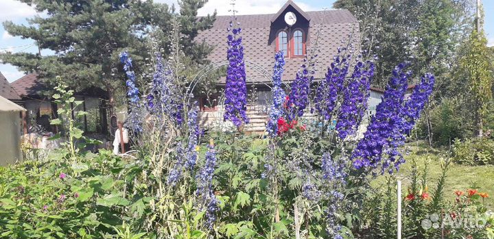 Дельфиниумы разные гибриды сортовые не самосев