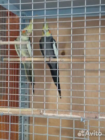 Попугаи. Белая безщëкая