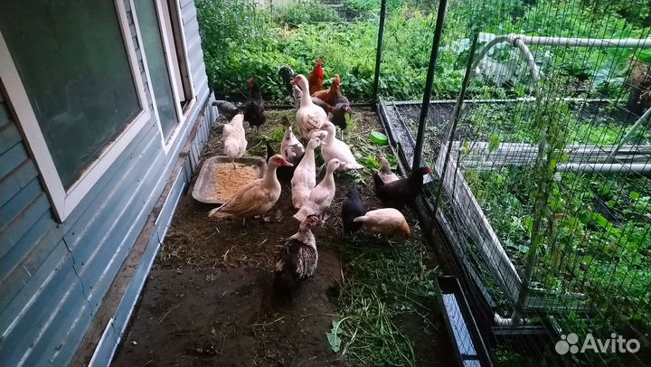 Куры и утки