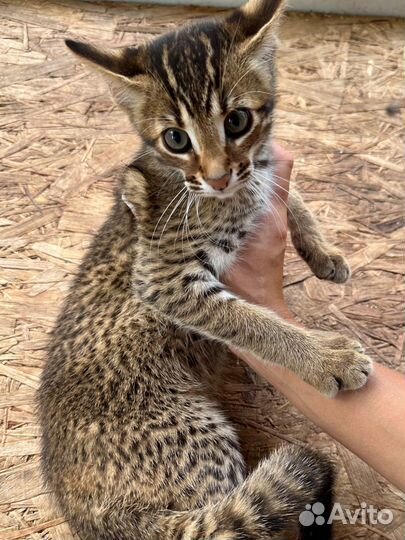 Бенгальские котята (гибриды ф1)