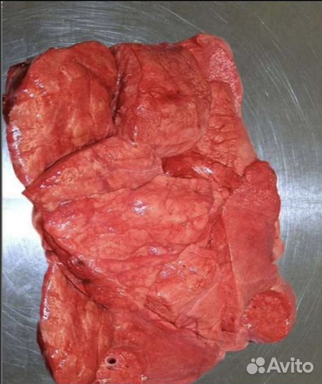 Мясо для собак