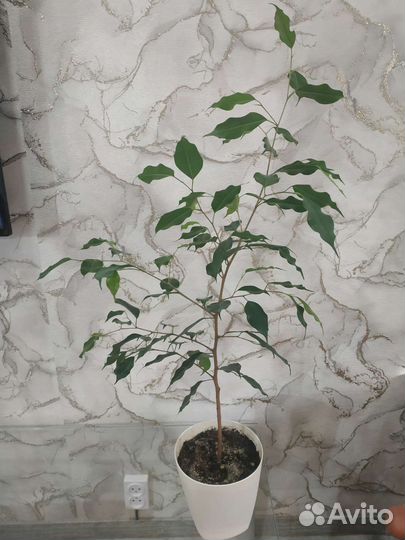 Фикусы Бенджамина разные виды