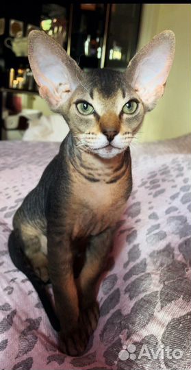 Котята сфинкс