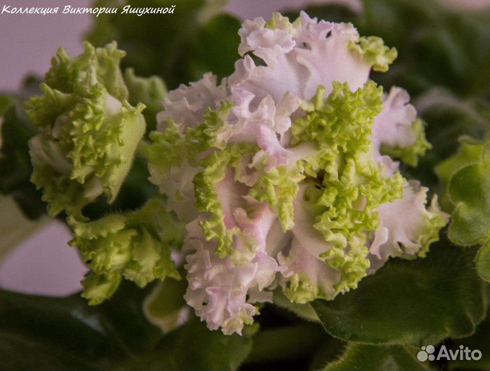 Фиалки сортовые